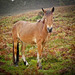 New Forest Pony in the rain