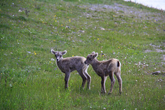 Bighorn Lambs