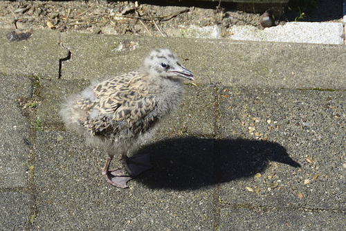 Young gull