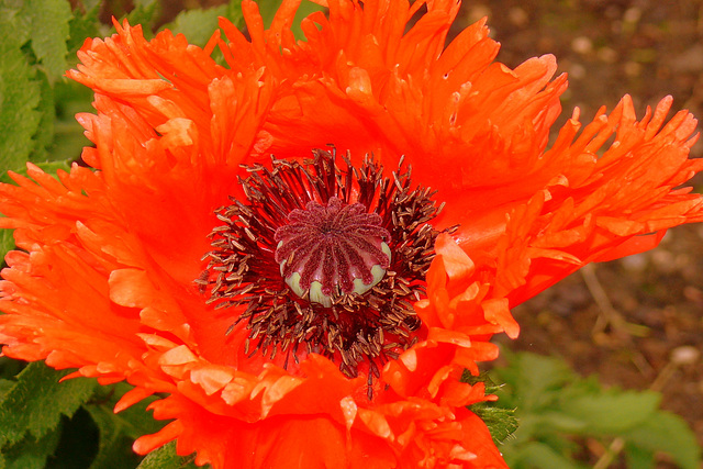 Coquelicot dentelé
