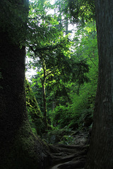 The Trail to Lake Serene