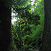 The Trail to Lake Serene