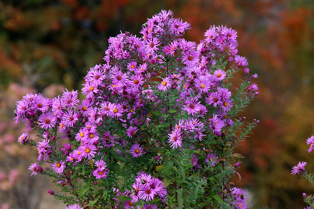 Wildflowers