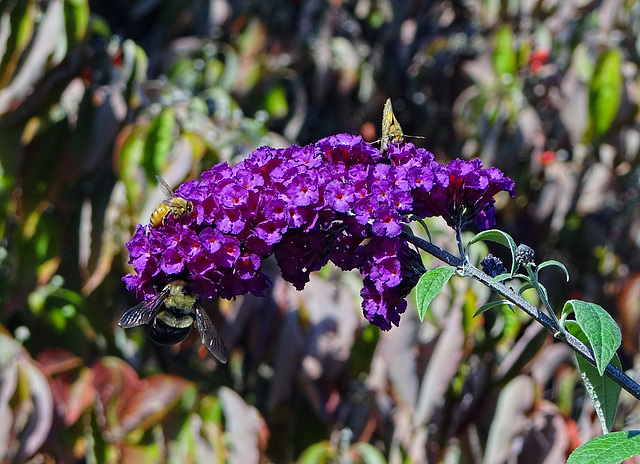 Fiery Skipper & Carpenter Bee & Honey Bee on Buddleia