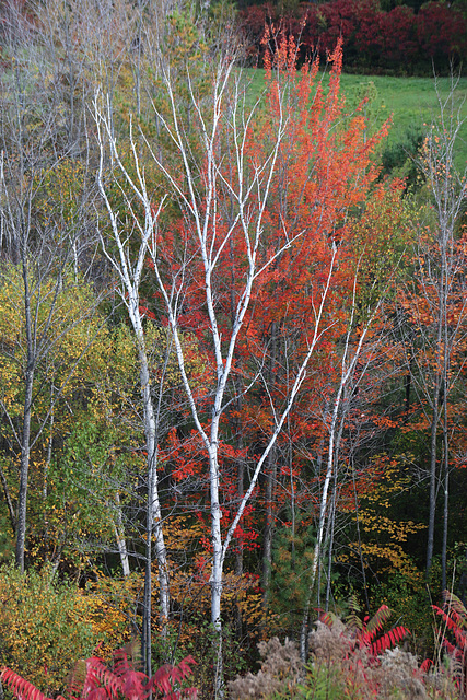 White birch