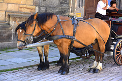 Meißen 2013 – Horses