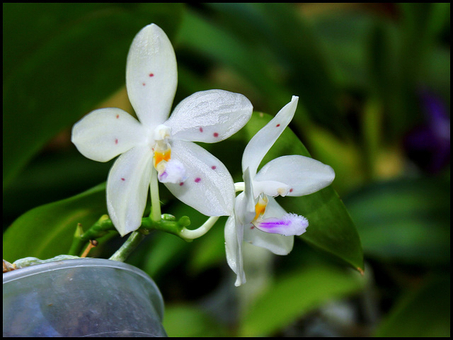 Phalaenopsis micholitzii x tetraspis