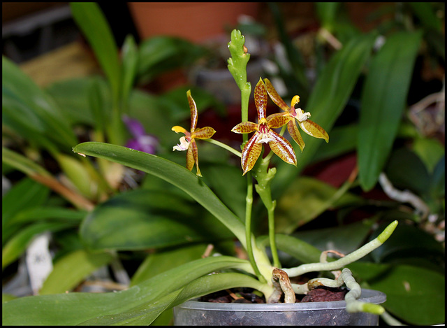 Phalaenopsis cornu-cervi