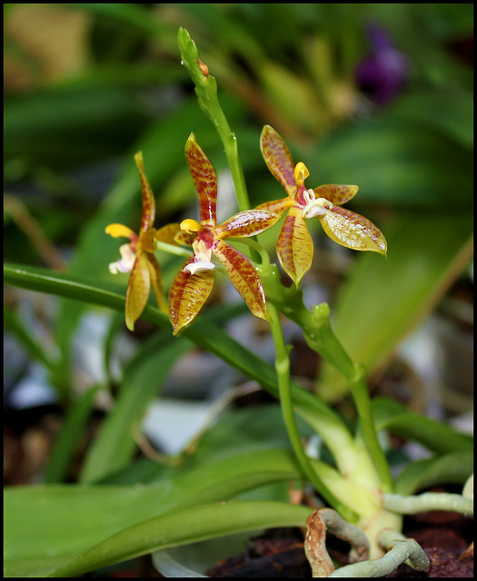 Phalaenopsis cornu-cervi