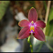 Phalaenopsis bellina x venosa ='Joshua Irwin Ginsberg'