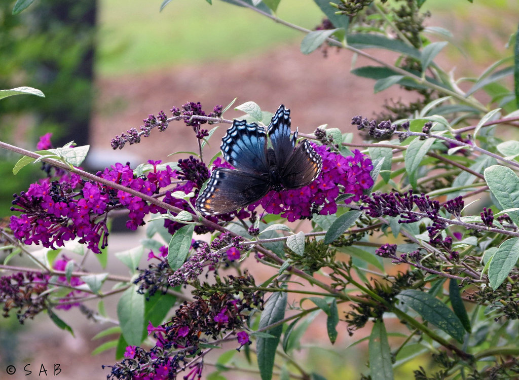 Red-spotted purple   ..