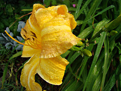 Yellow lily