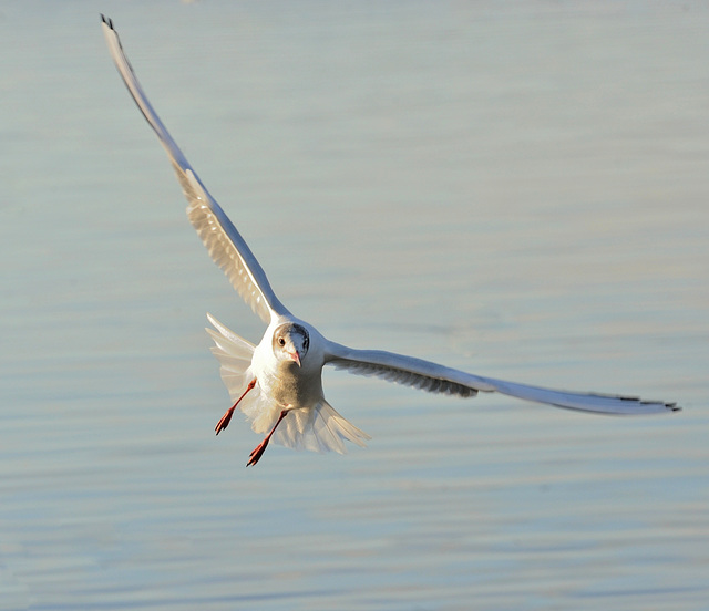 Une mouette plane