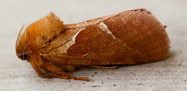 20130904 2820RMw [D~LIP] Ampfer-Wurzelbohrer (Triodia sylvina), Bad Salzuflen