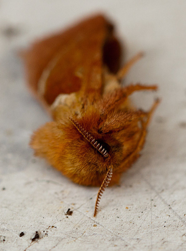 20130904 2810RMw [D~LIP] Ampfer-Wurzelbohrer (Triodia sylvina), Bad Salzuflen