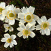 Western Pasque Flower