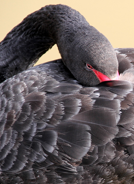 Repos ? (Parc des oiseaux de Villars les Dombes, Ain, France)