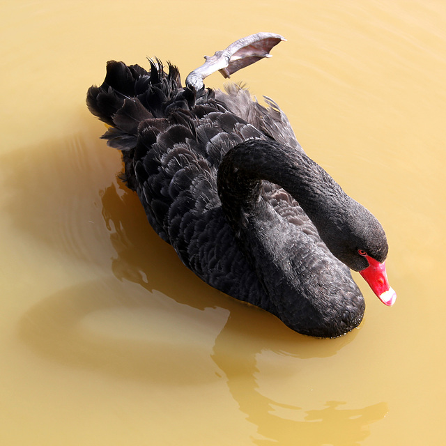 On s'étire (Parc des oiseaux de Villars les Dombes, Ain, France)