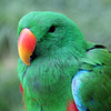 Grand eclectus mâle (Eclectus roratus)