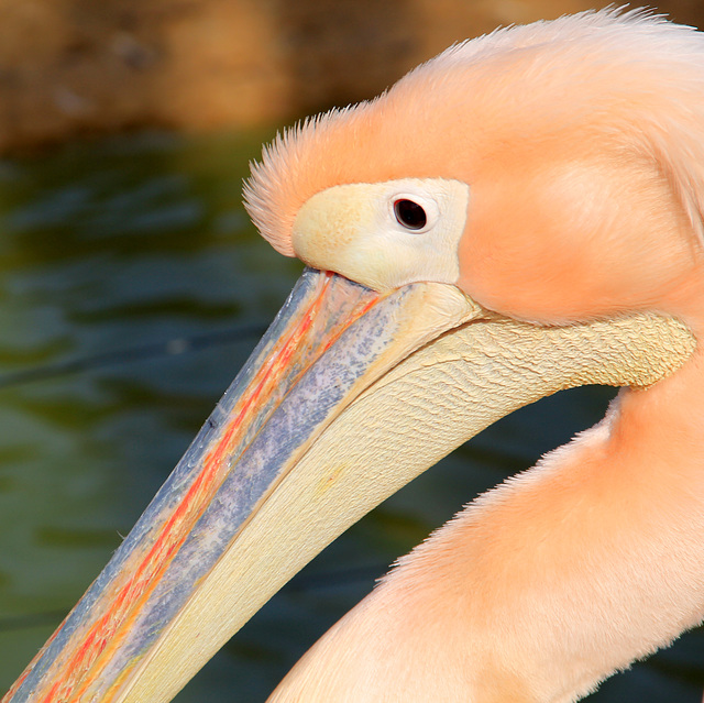 Pélican (Parc des oiseaux de Villars les Dombes, Ain, France)