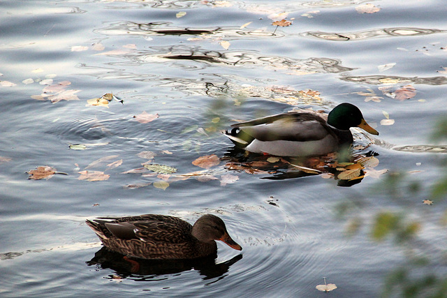 Dans le parc de Tiergarten, Berlin (Allemagne)