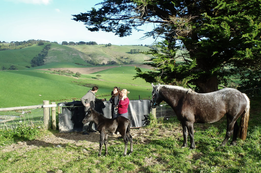 visiting Vee's horses