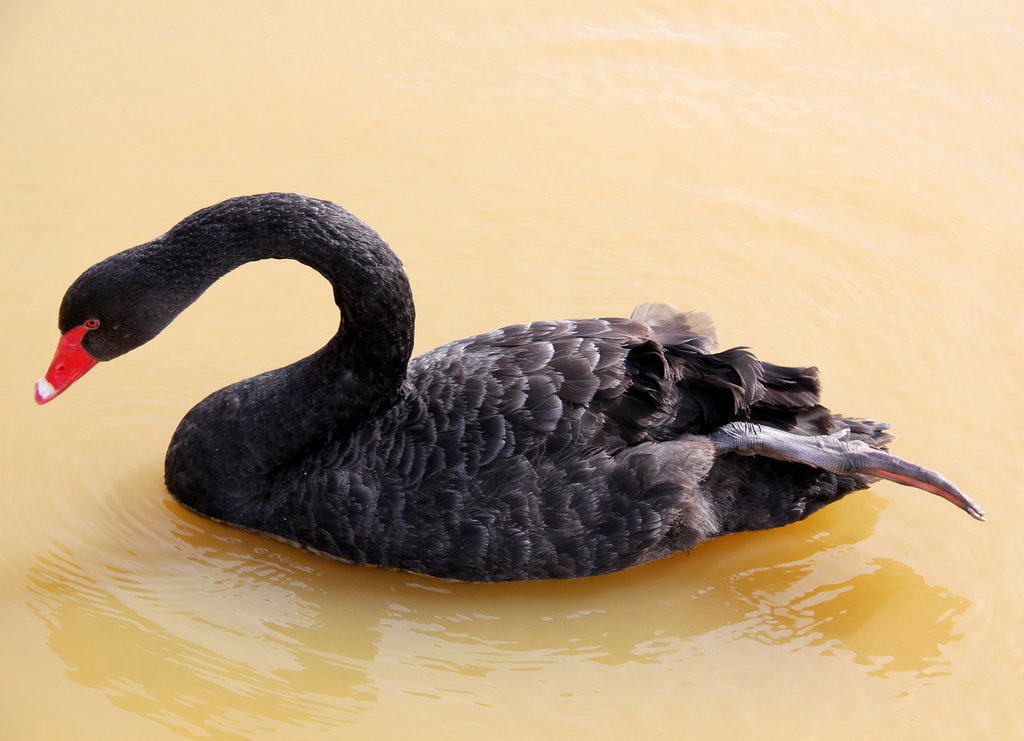 Cygne noir (Parc des oiseaux de Villars les Dombes, Ain, France)