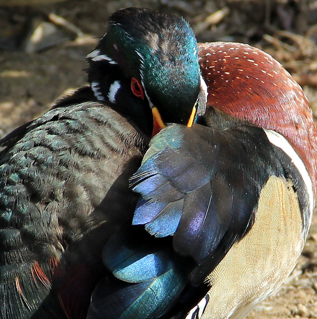 Arrondi multicolore (canard) (Parc des oiseaux de Villars les Dombes, Ain, France)