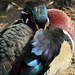Arrondi multicolore (canard) (Parc des oiseaux de Villars les Dombes, Ain, France)