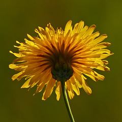 Glowing Sowthistle