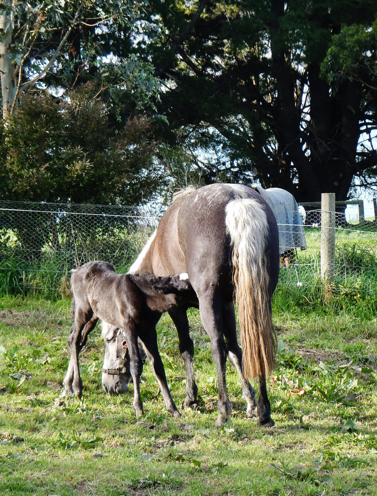 Rocky at the milk bar