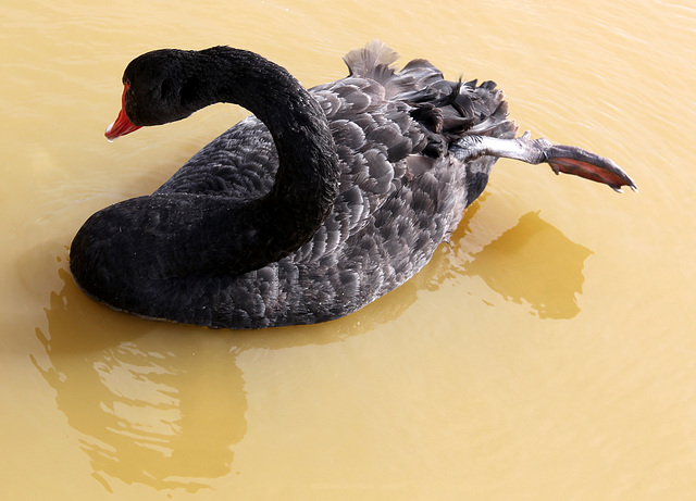 Cygne noir (Australie) (Parc des oiseaux de Villars les Dombes, Ain, France)