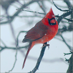 On Days Like Today It's Hard to Resist Posting Cardinal Photographs