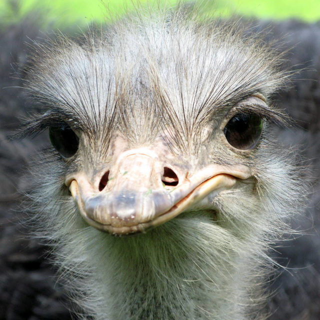 (Parc des oiseaux, Villars les Dombes)