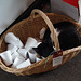 Cat in a Basket