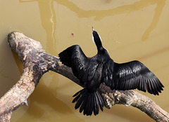 Cormoran pie (Microcarbo melanoleucos) (Parc des oiseaux de Villars les Dombes, Ain, France)