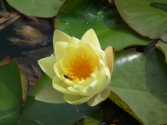 Yellow waterlily and hoverfly