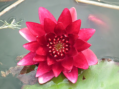 Lovely red waterlily