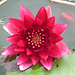 Lovely red waterlily