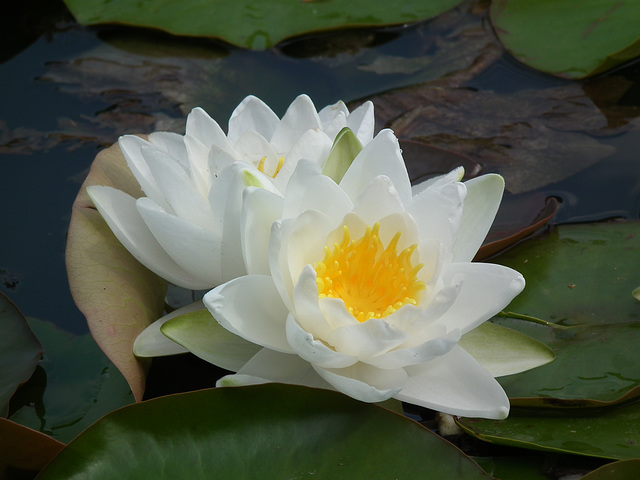 Fab white waterlily