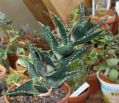 Aloe distans