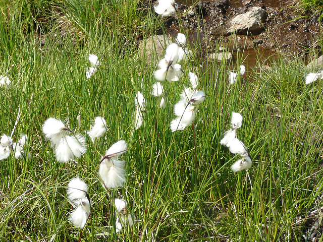 flor rando 2009 aubrac. 053