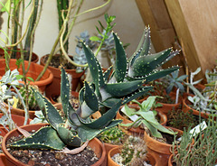 Aloe distans