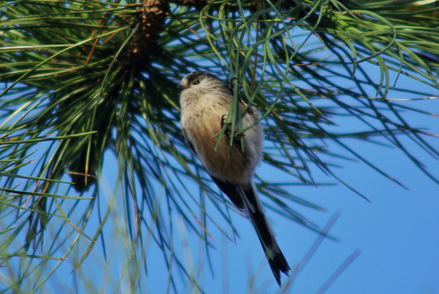 Long-tailed Tit