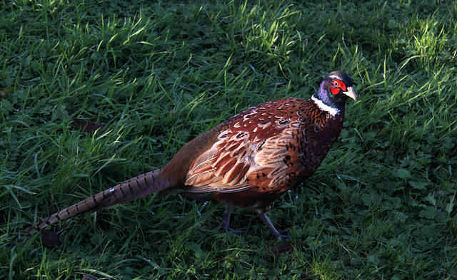 Pheasant