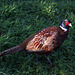 Pheasant