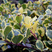 Ilex aquifolium Golden King