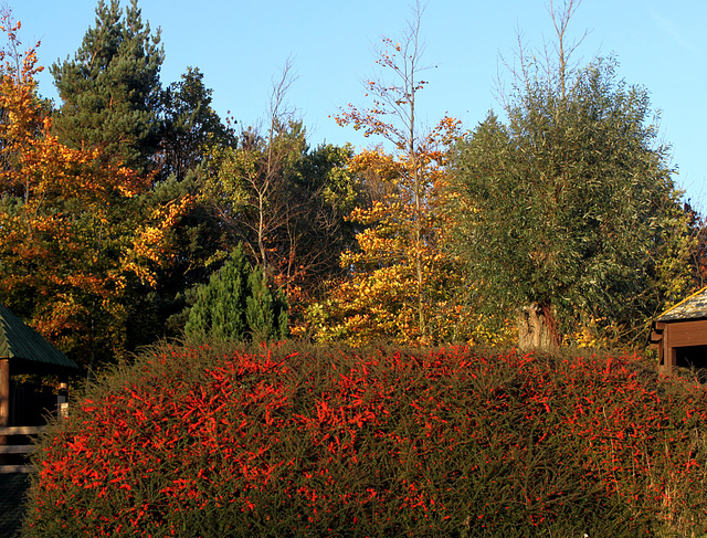 Autumn Colours