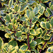 Ilex aquifolium Golden King (2)