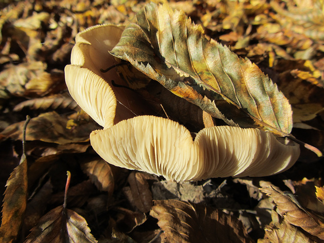 Hutschmuck in Tarnfarbe